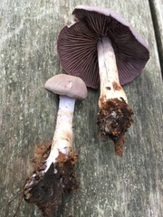Cortinarius deceptivus