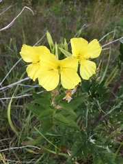 Oenothera rubricaulis