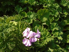 Pelargonium × hybridum