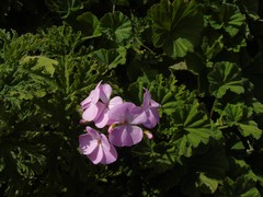 Pelargonium × hybridum