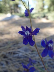 Delphinium depauperatum