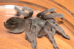 Dugesiella anitahoffmannae