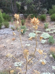 Malacothamnus lucianus