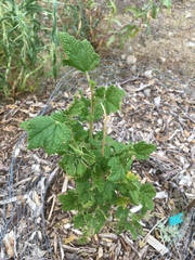 Malacothamnus involucratus