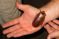 Archimandrita tessellata