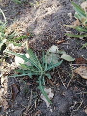 Lactuca tatarica