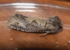 Acrolophinae