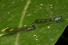 Argia adamsi