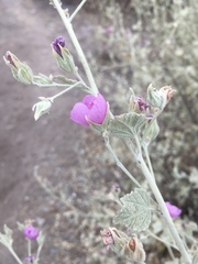 Malacothamnus abbottii