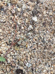 Dasymutilla magna