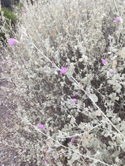 Malacothamnus abbottii