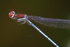 Argia cupraurea