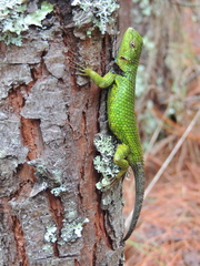 Sceloporus formosus