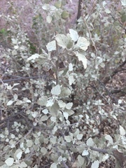 Malacothamnus jonesii