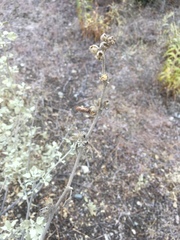 Malacothamnus jonesii