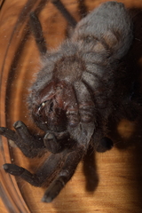 Dugesiella anitahoffmannae