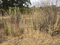 Malacothamnus jonesii