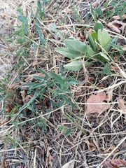 Convolvulus arvensis