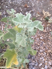 Malacothamnus fremontii cercophorus