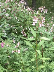 Impatiens glandulifera
