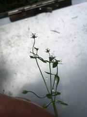 Stellaria borealis