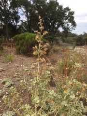 Malacothamnus fremontii cercophorus