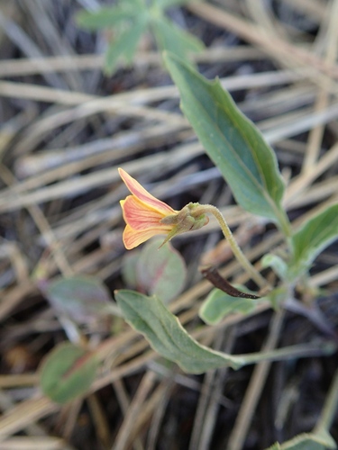 Viola pinetorum var. pinetorum