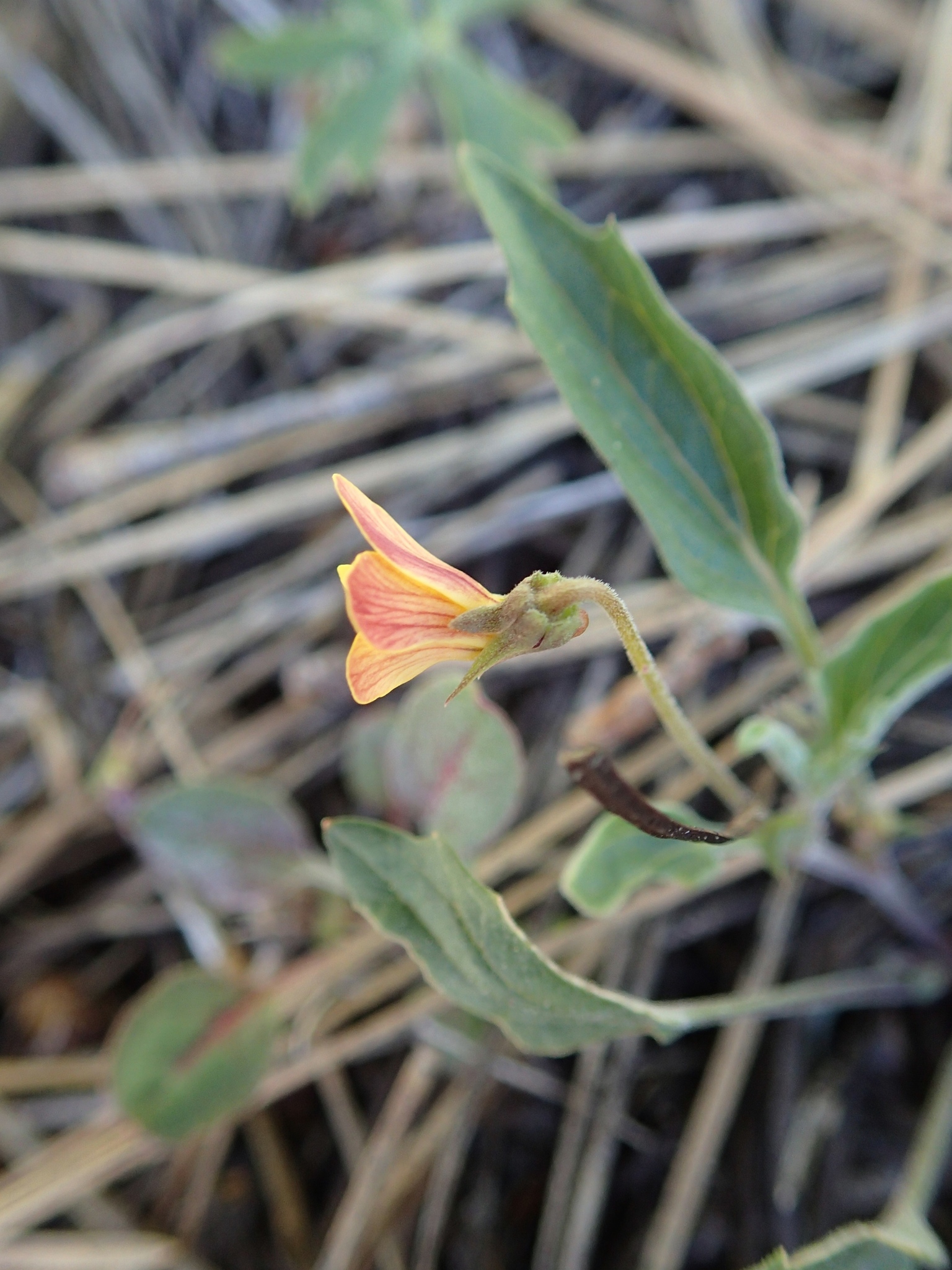Viola pinetorum var. pinetorum