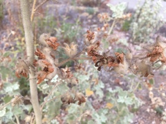 Malacothamnus fremontii cercophorus