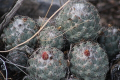 Coryphantha durangensis