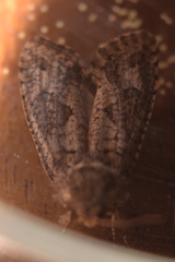 Acrolophinae