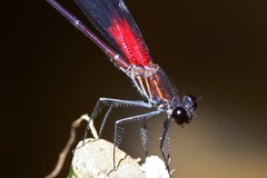 Hetaerina fuscoguttata