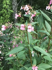 Impatiens glandulifera