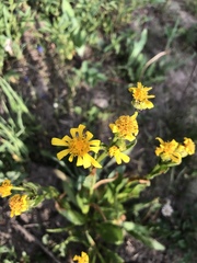 Senecio crassulus