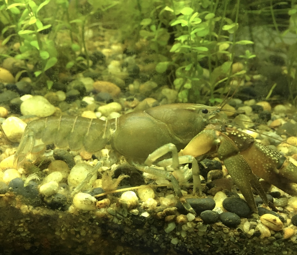 Samastacus spinifrons