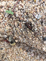 Dasymutilla magna