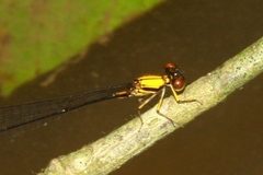 Protoneura sulfurata
