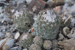 Coryphantha durangensis