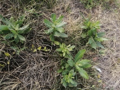 Cirsium arvense