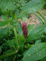 Phytolacca icosandra