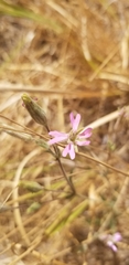 Silene nuda