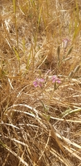 Silene nuda