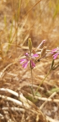 Silene nuda