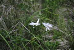 Paradisea liliastrum