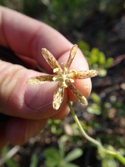 Fritillaria atropurpurea