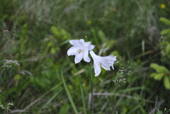 Paradisea liliastrum