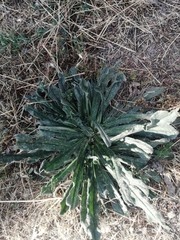 Echium vulgare