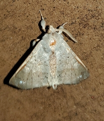 Olceclostera angelica image