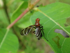 Tritoxa incurva