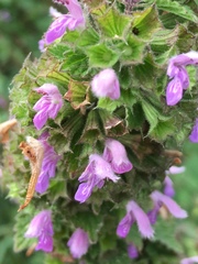 Ballota nigra